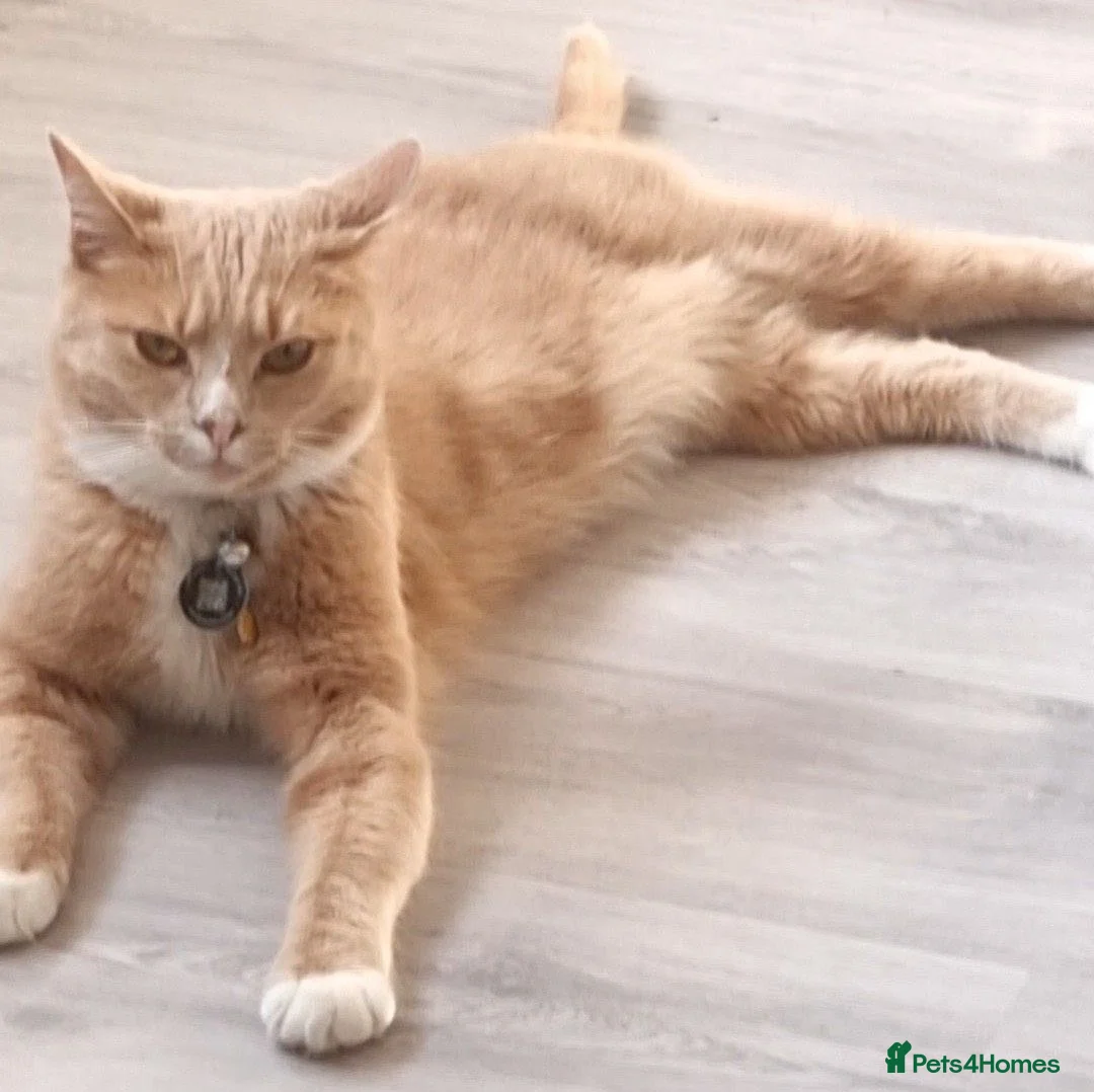 Mixed Breed cats for sale: Gorgeous boys  - Advert 1