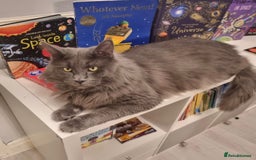 Maine Coon cats for sale: Gorgeous maine coon kittens - Image 11