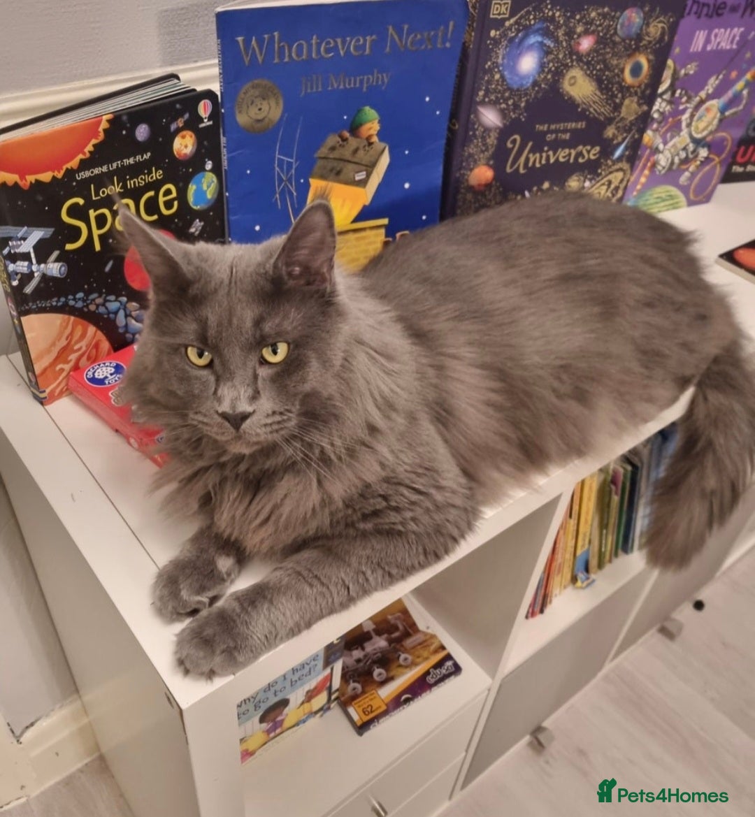 Maine Coon cats for sale: Gorgeous maine coon kittens - Image 11