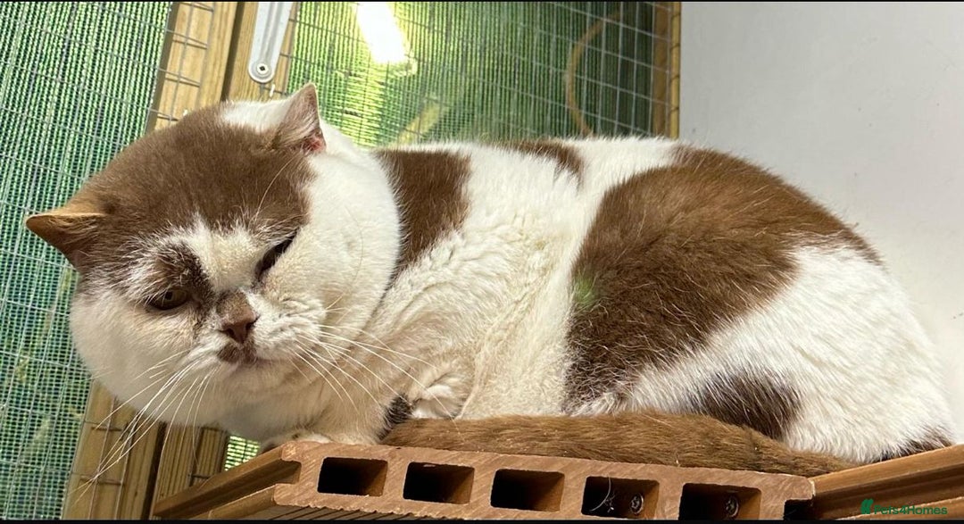 British Shorthair cats for sale: 😍 READY NOW gccf reg British shorthair kittens - Advert 16