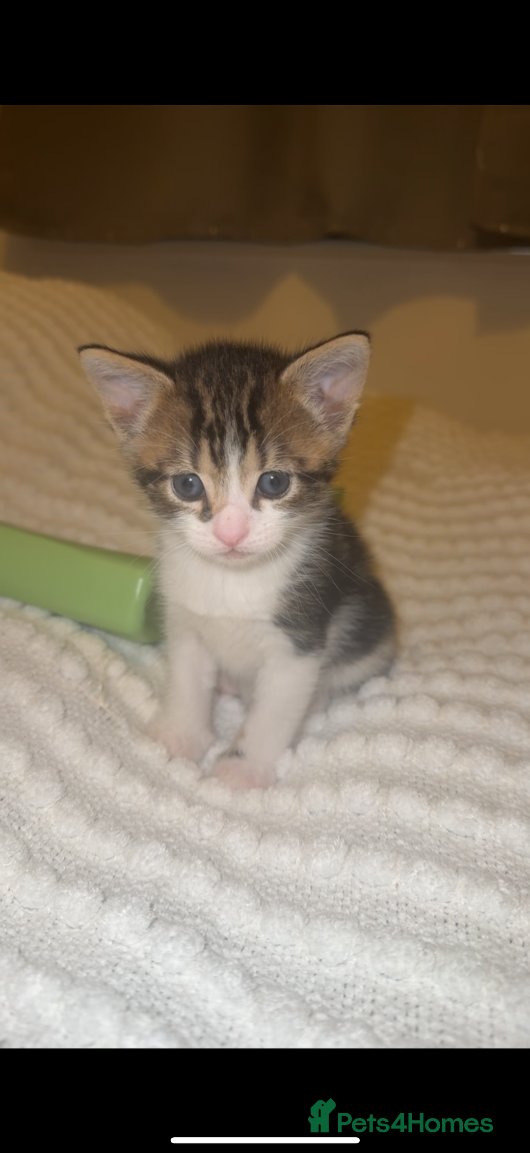 Mixed Breed cats for sale: 4 Kittens for sale  - Advert 3