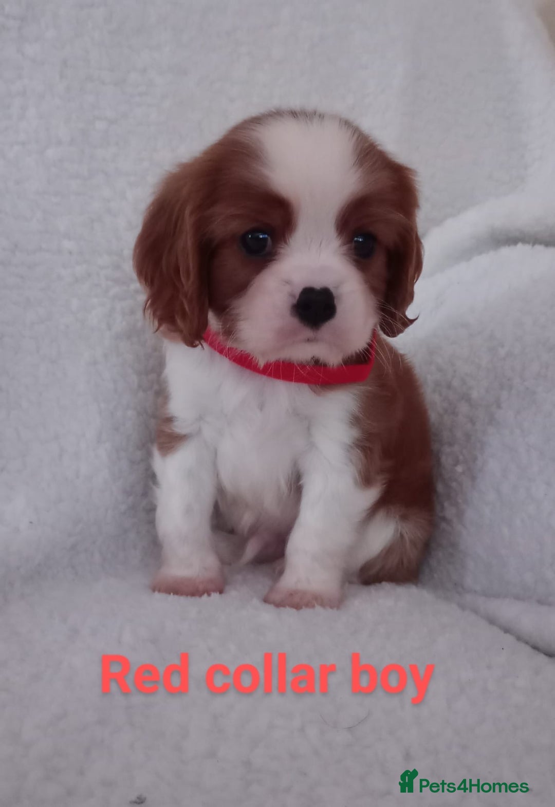 Cavalier King Charles Spaniel dogs for stud: Merlesque 5⭐️ cavalier stud DNA/Heart/Eye tests in Birmingham - Advert 17
