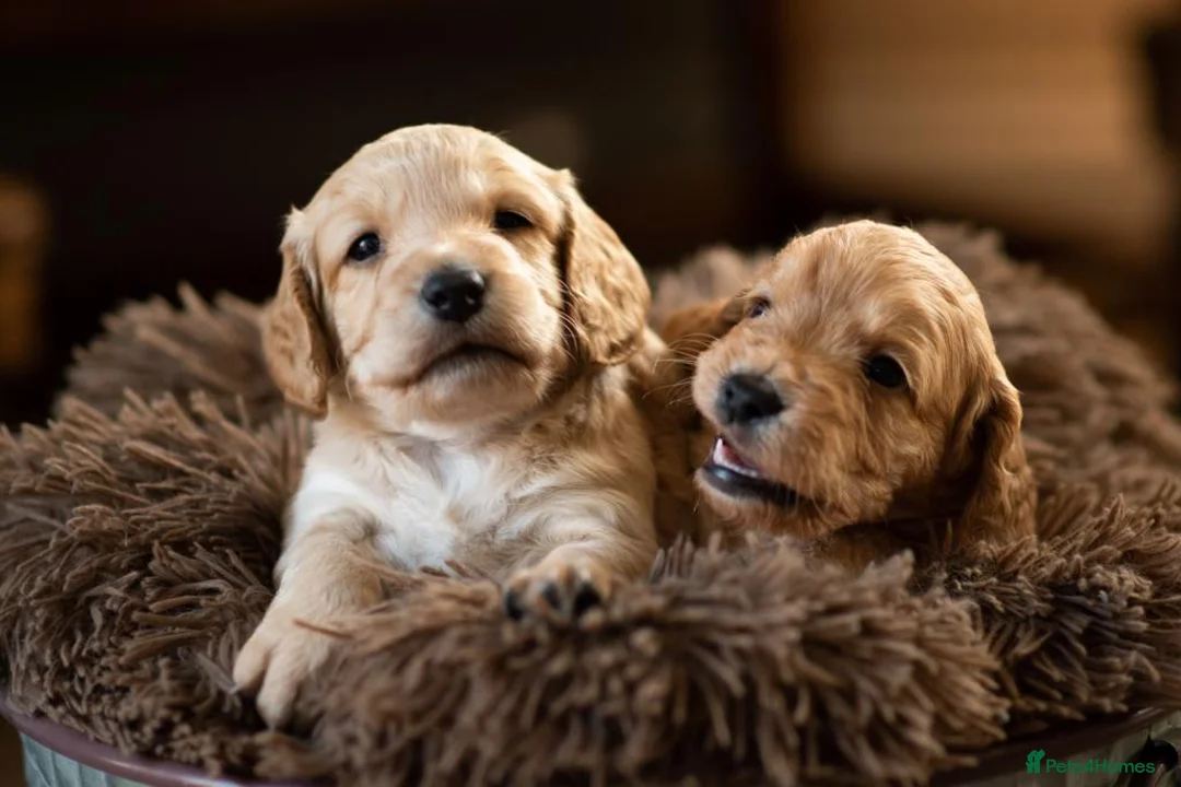 Cocker Spaniel dogs for stud: Attractive, proven red cocker spaniel stud dog in Bristol - Advert 7