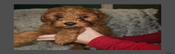 Cavapoo dogs for sale: Beautiful F2 Cavapoo Puppies - Advert 5