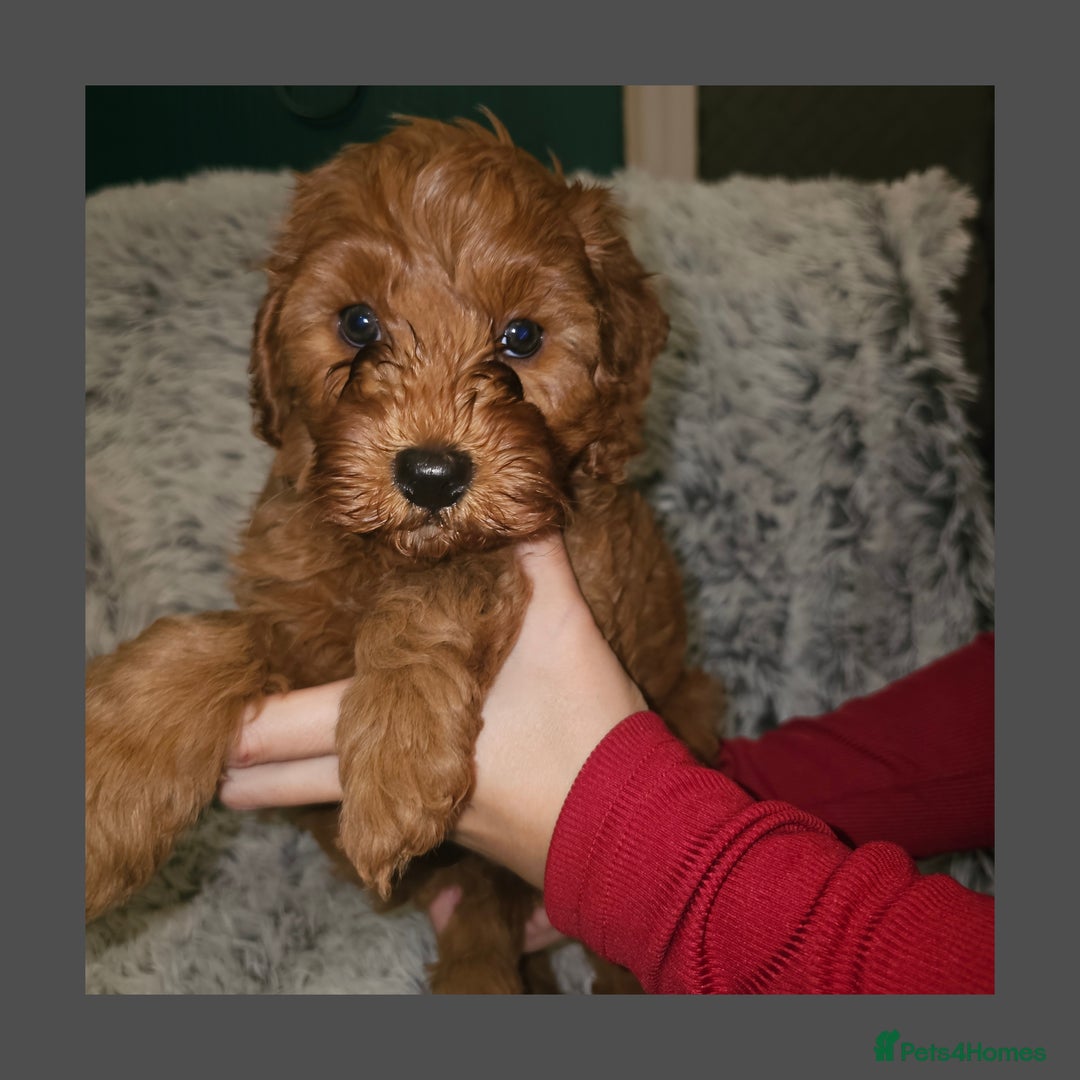 Cavapoo dogs for sale: Beautiful F2 Cavapoo Puppies - Advert 5