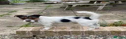Jack Russell dogs for stud: Jack Russell available for stud in Shrewsbury - Advert 2