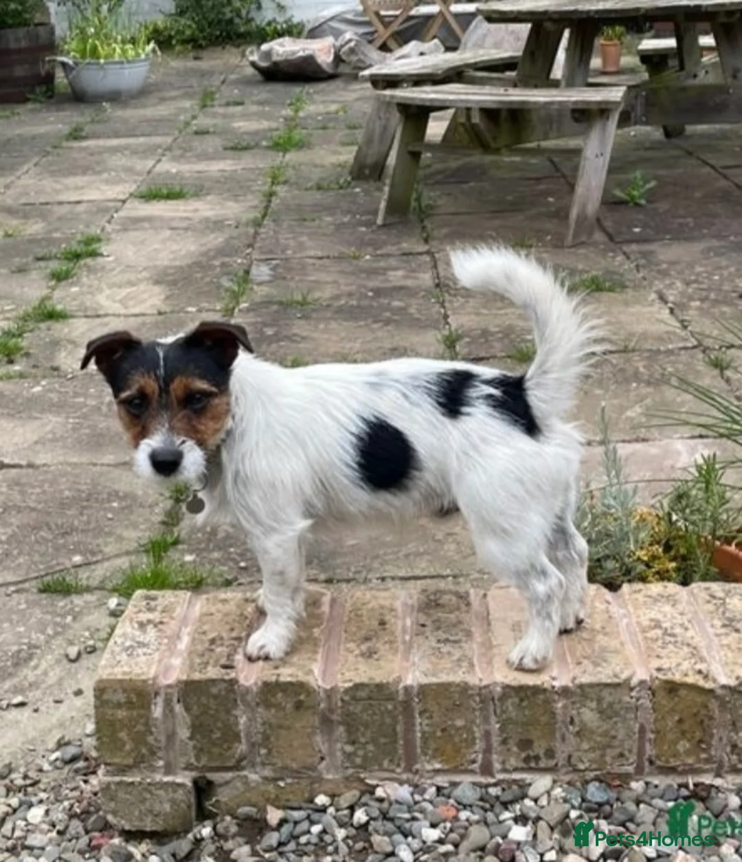 Jack Russell dogs for stud: Jack Russell available for stud in Shrewsbury - Advert 2