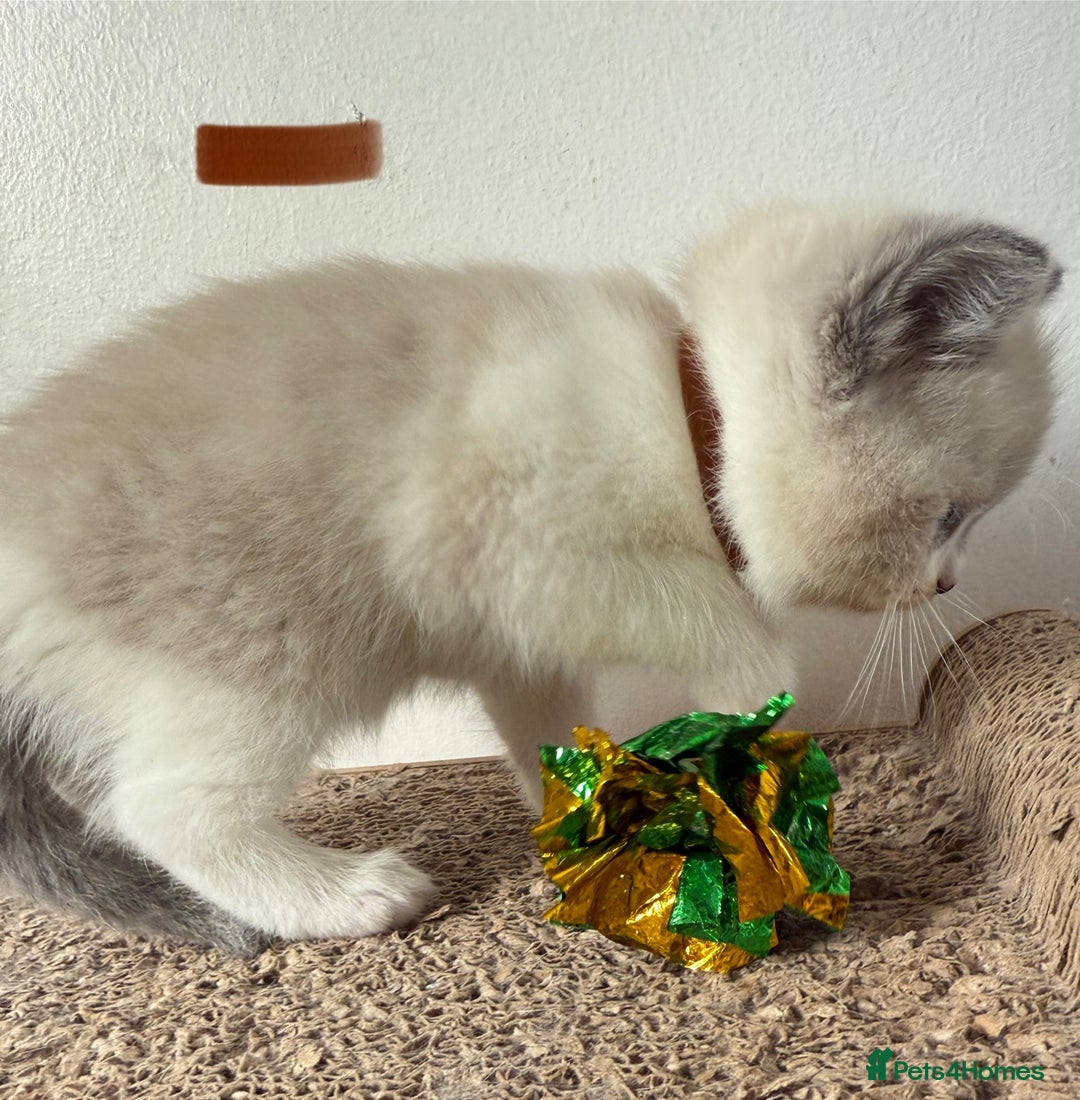 British Shorthair cats for sale: Bsh ragdoll kittens  - Advert 5