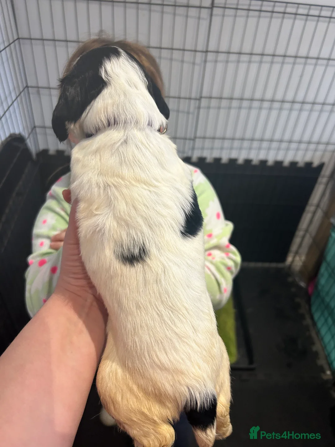 Cocker Spaniel dogs for sale: kC reg cocker spaniel pups - Advert 3