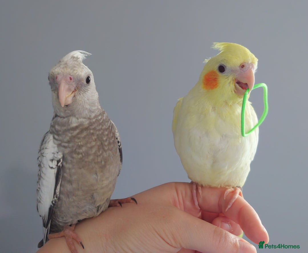 Cockatiels birds for sale: Hand reared silly tame DNA sexed baby cockatiels  - Image 13