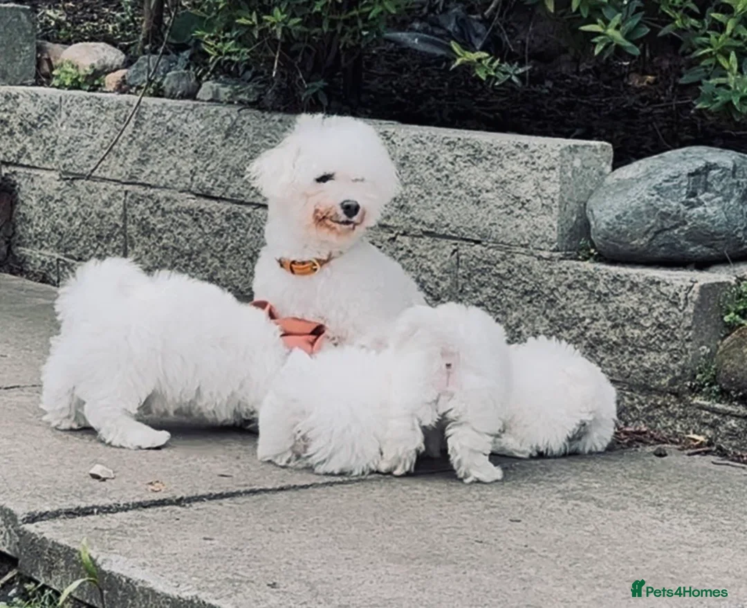 Bichon Frise dogs for sale: Gorgeous bichon frise pups ready now  - Advert 8