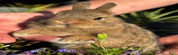 Netherland Dwarf rabbits for sale: Netherland dwarf bunny rabbits - Advert 9