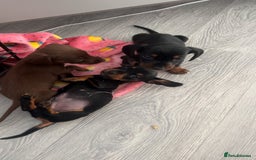 Miniature Dachshund dogs for sale: Miniature dachshund. 8 weeks READY TO LEAVE - Image 16