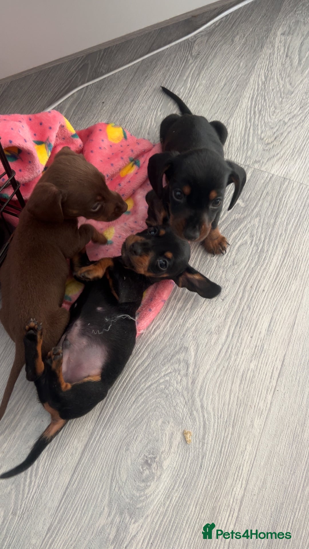Miniature Dachshund dogs for sale: Miniature dachshund. 8 weeks READY TO LEAVE - Image 16