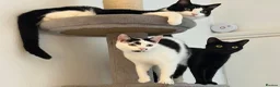 Mixed Breed cats for sale: 3 Indoor Cats  in Coalville - Advert 1
