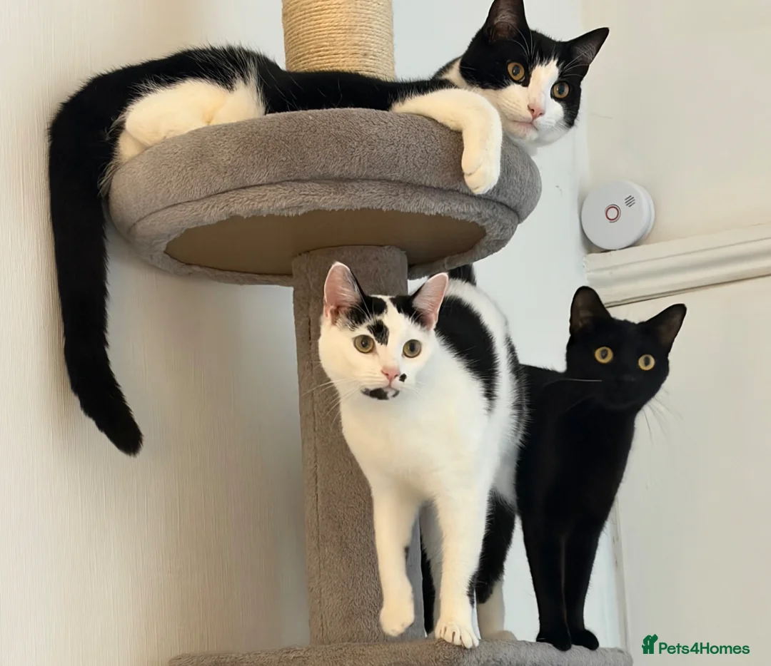 Mixed Breed cats for sale: 3 Indoor Cats  in Coalville - Advert 1