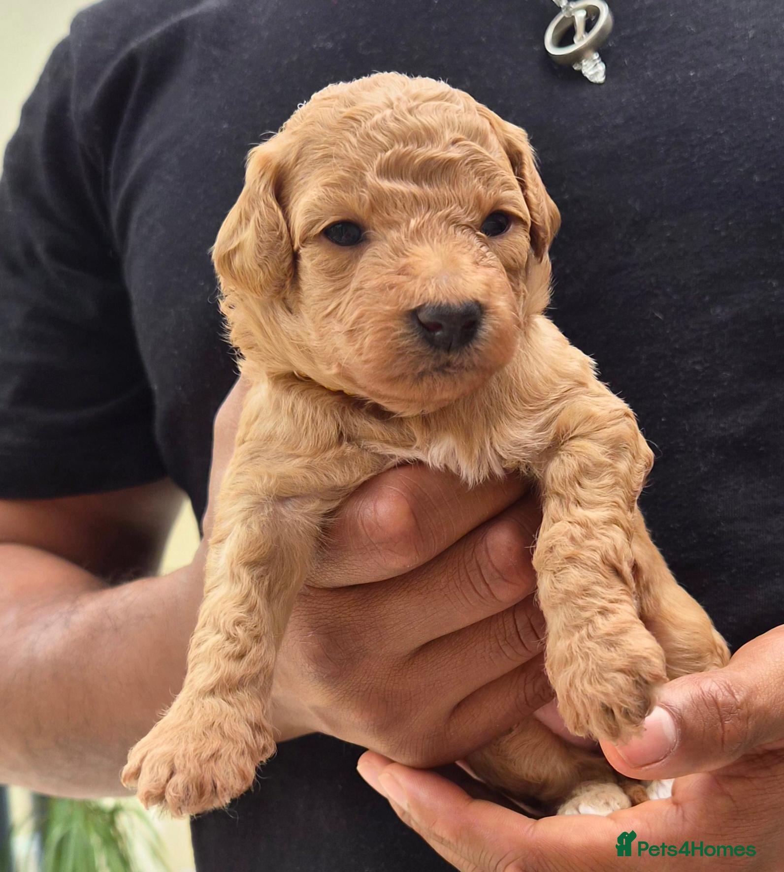 Mixed Breed dogs 💕10 Poochon (Bichon Maltipoo) Pups, bred by vet - Advert 1