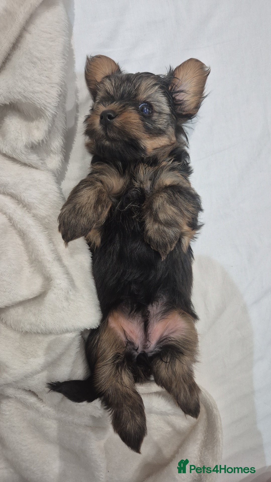 Yorkshire Terrier dogs for sale: Adorable Female Yorkie Puppy Looking for a Home 🌸 - Advert 5