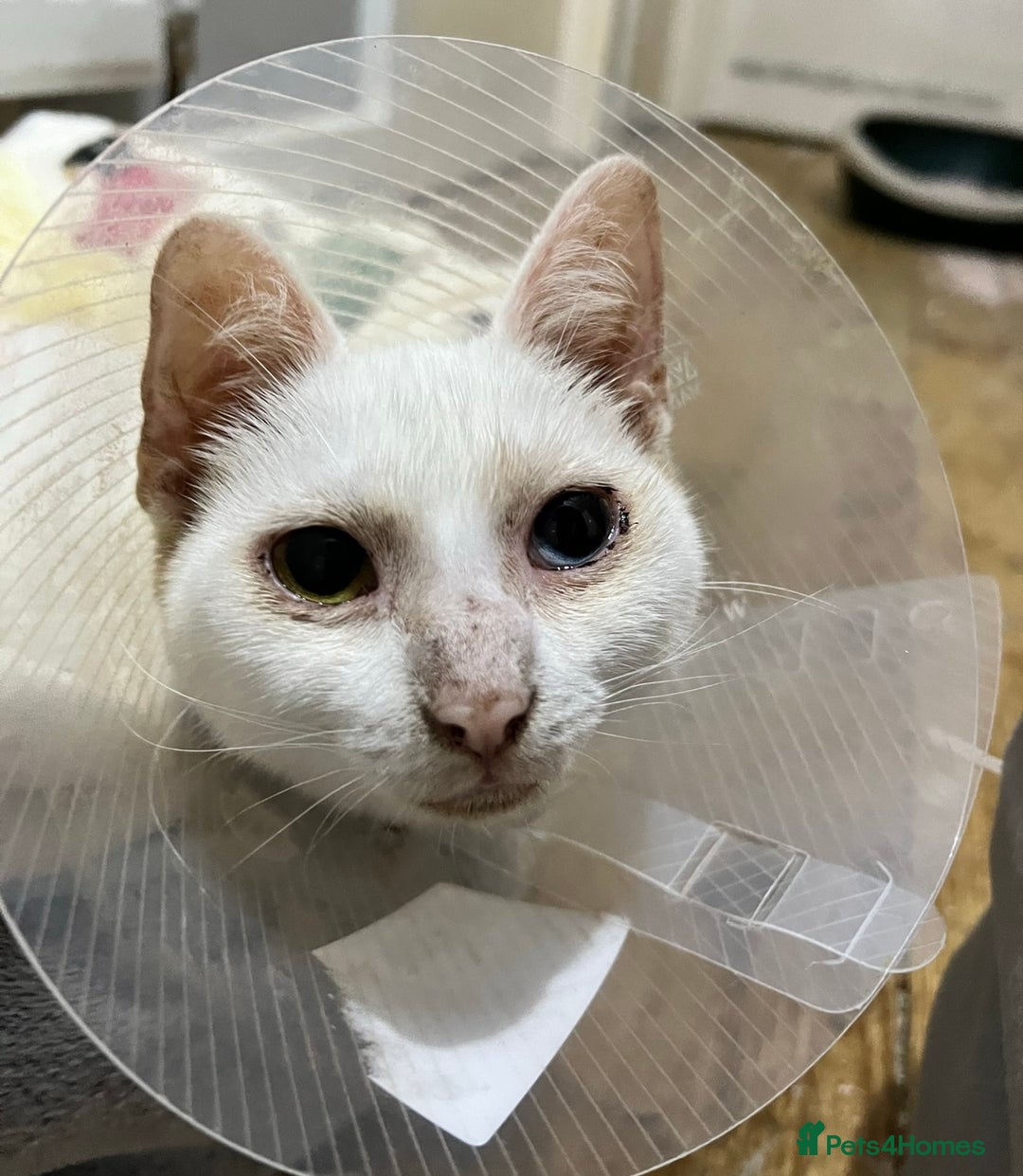 Domestic Shorthair cats for sale: Sweet Cat to Rehome (Read Description) - Image 7