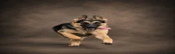 German Shepherd dogs for stud: Harvonock's King Koda @ stud - Advert 3