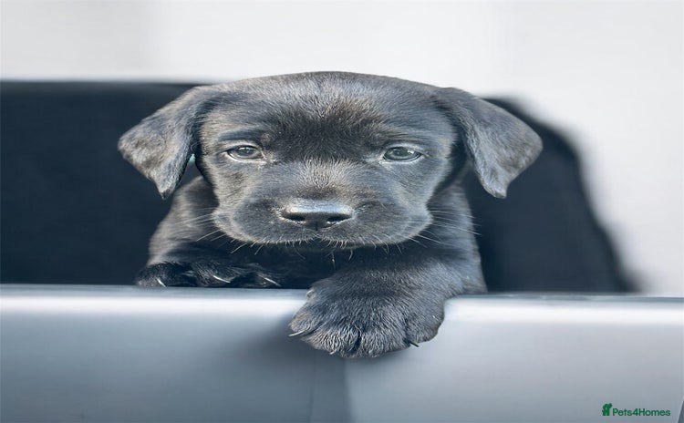 Labrador Retriever dogs - Advert 3