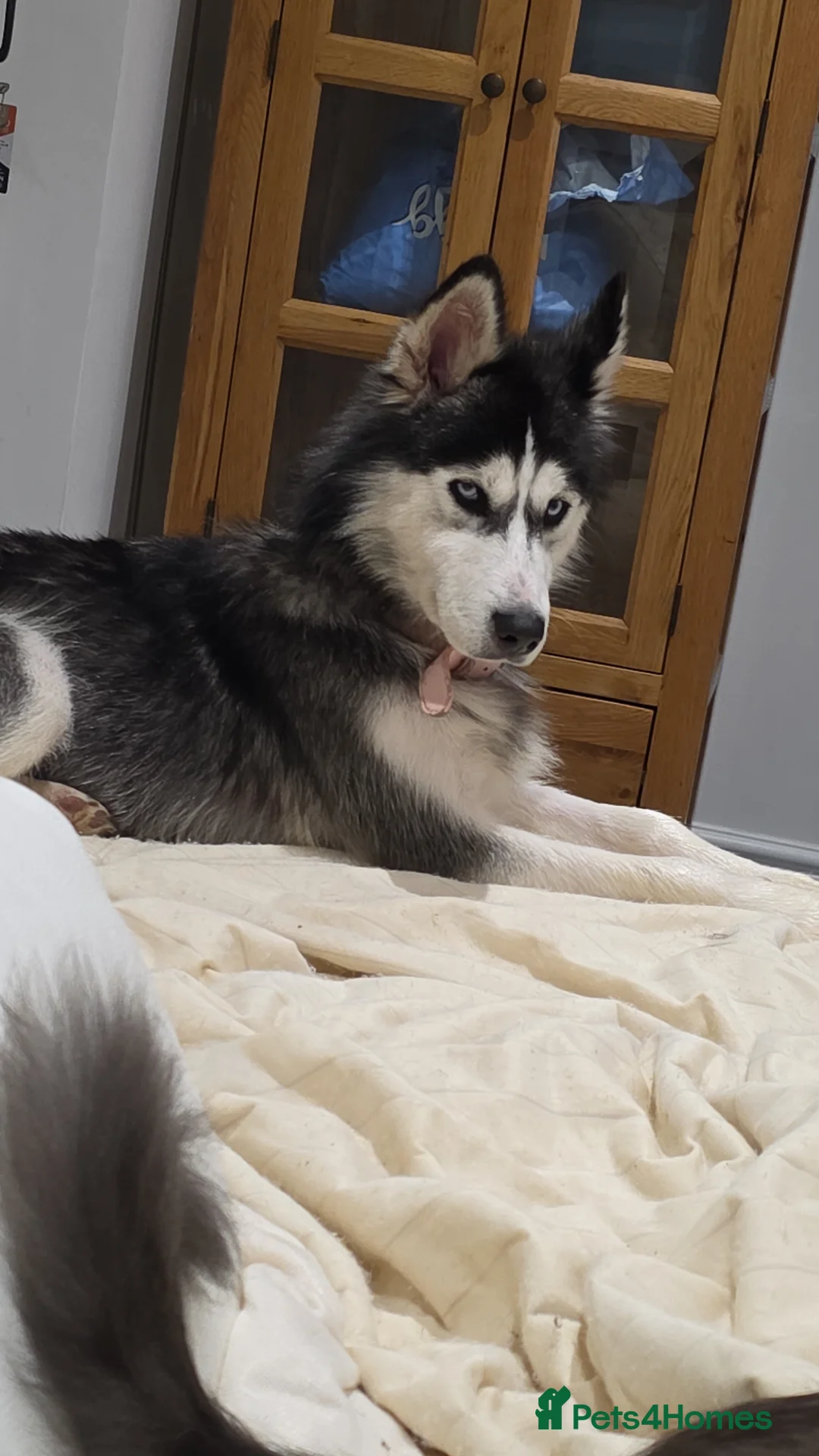 Mixed Breed dogs for sale: Husky cross collie - Advert 1