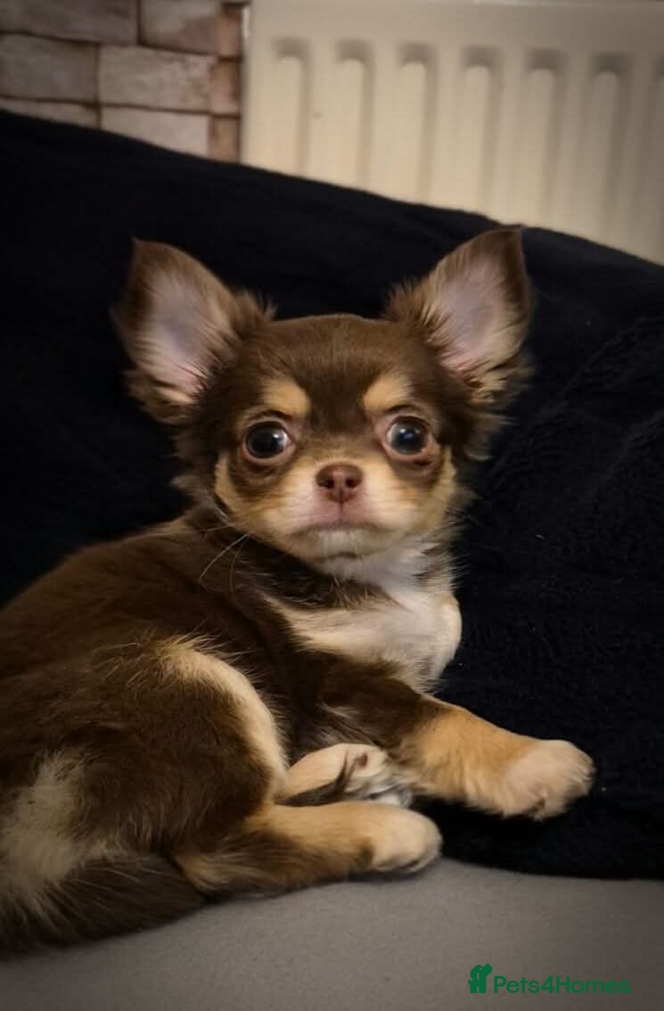 Chihuahua dogs KC registered tiny Chihuahua puppies  - Advert 7