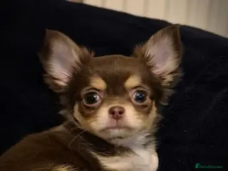 Chihuahua dogs KC registered tiny Chihuahua puppies - Advert 1