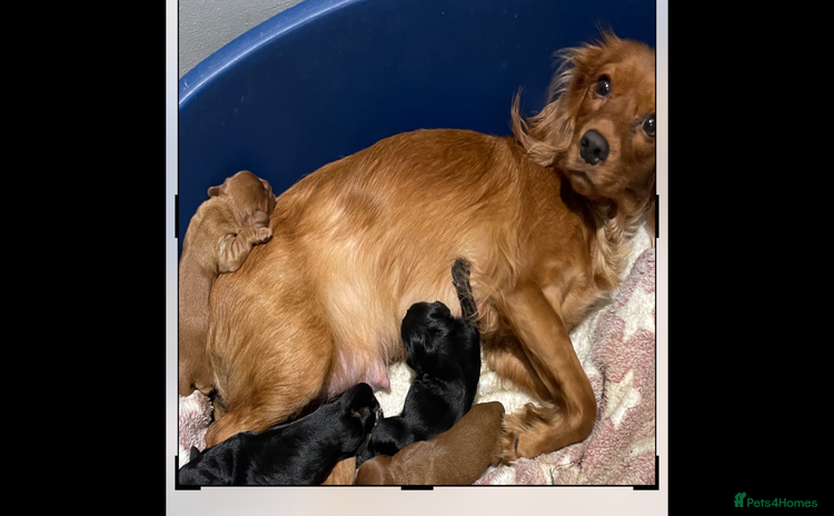 Cavapoo dogs - Advert 1