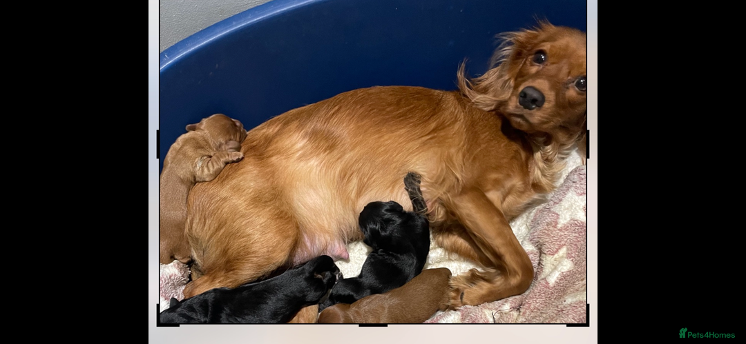 Cavapoo dogs for sale: 3cavapoo puppies  - Image 1