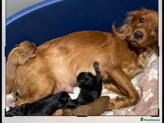 Cavapoo dogs 3cavapoo puppies - Advert 15