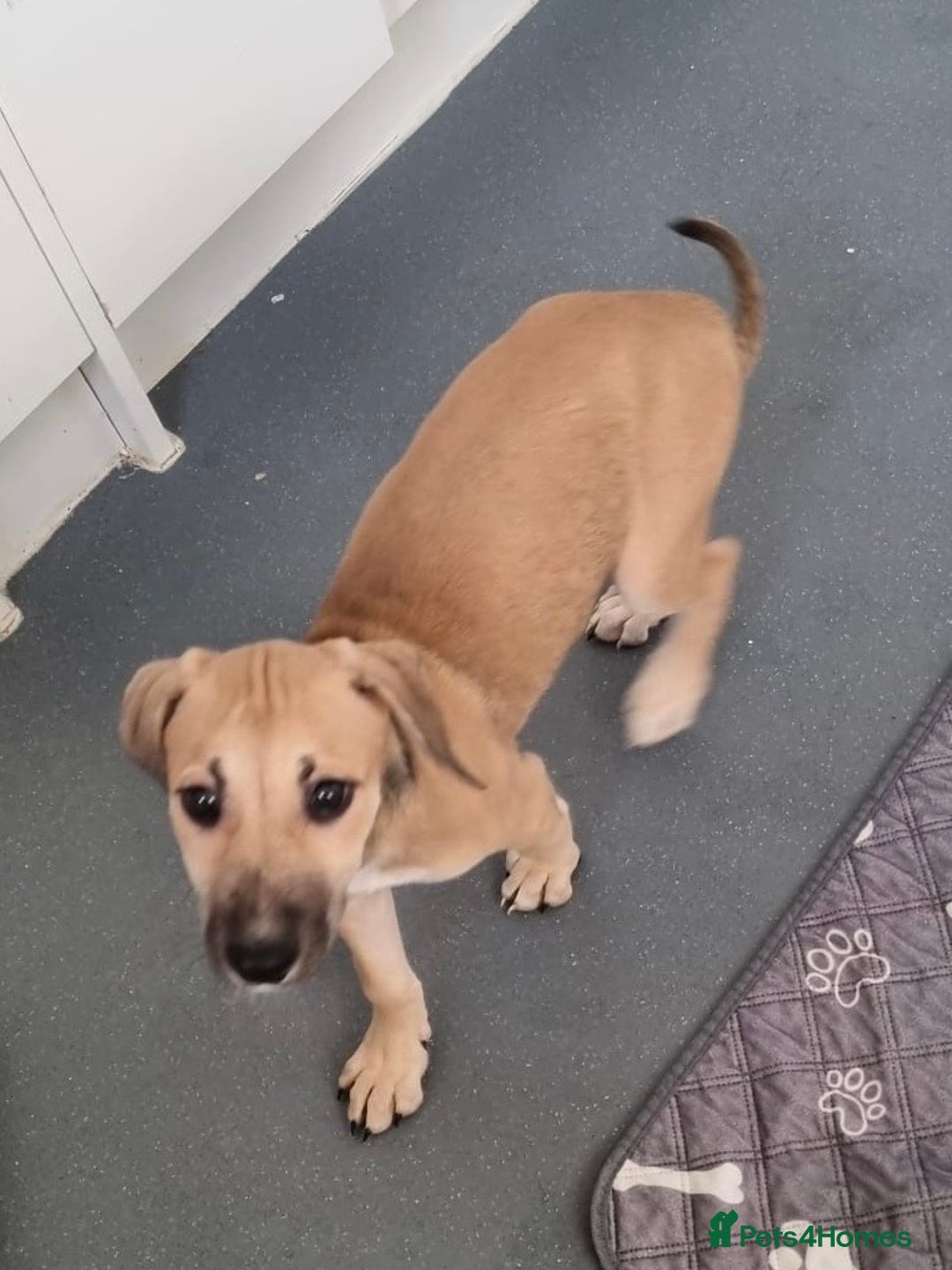 Mixed Breed dogs for sale: Staffy cross  - Advert 5