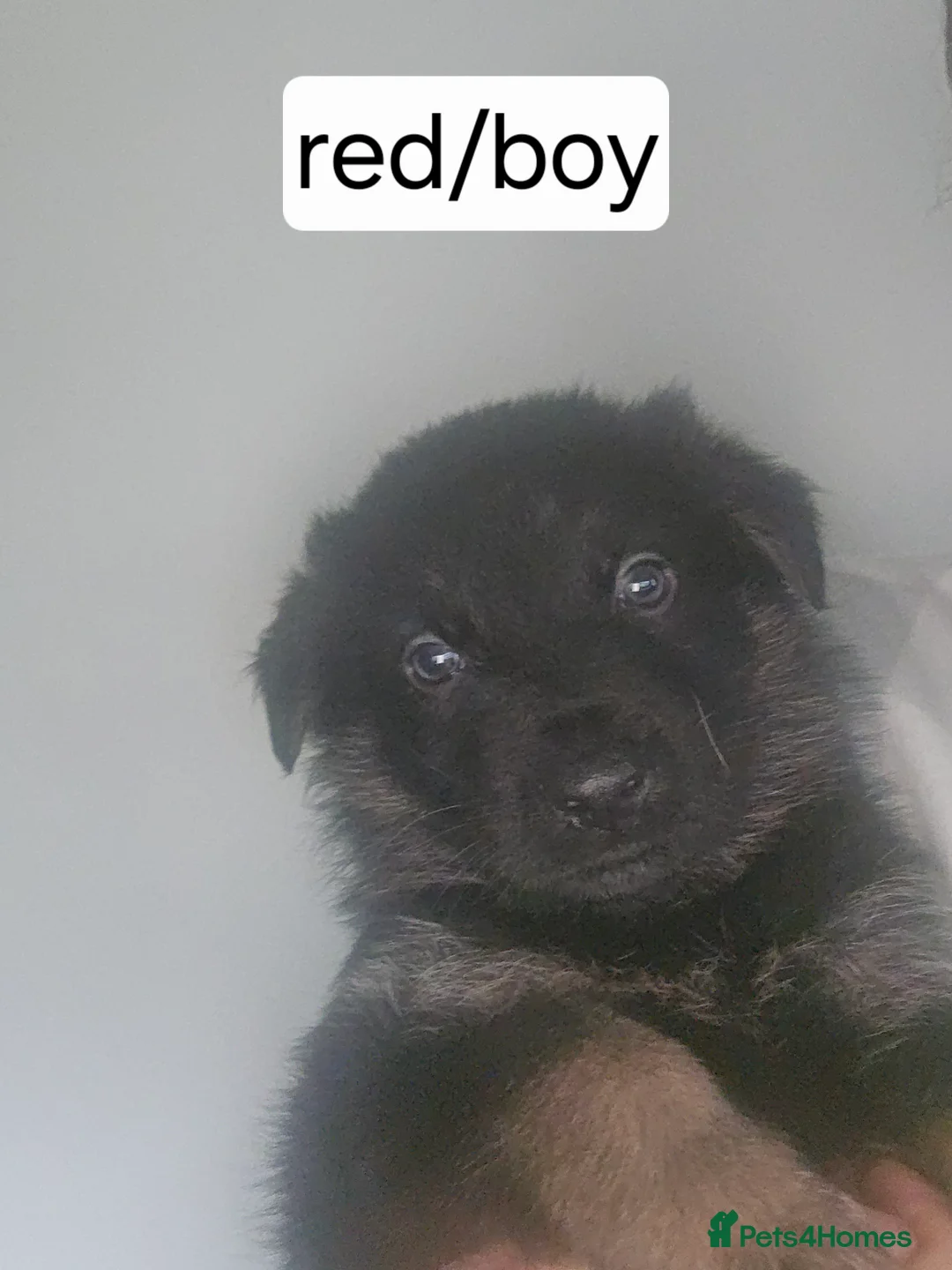 German Shepherd dogs for sale: German puppies - Advert 8