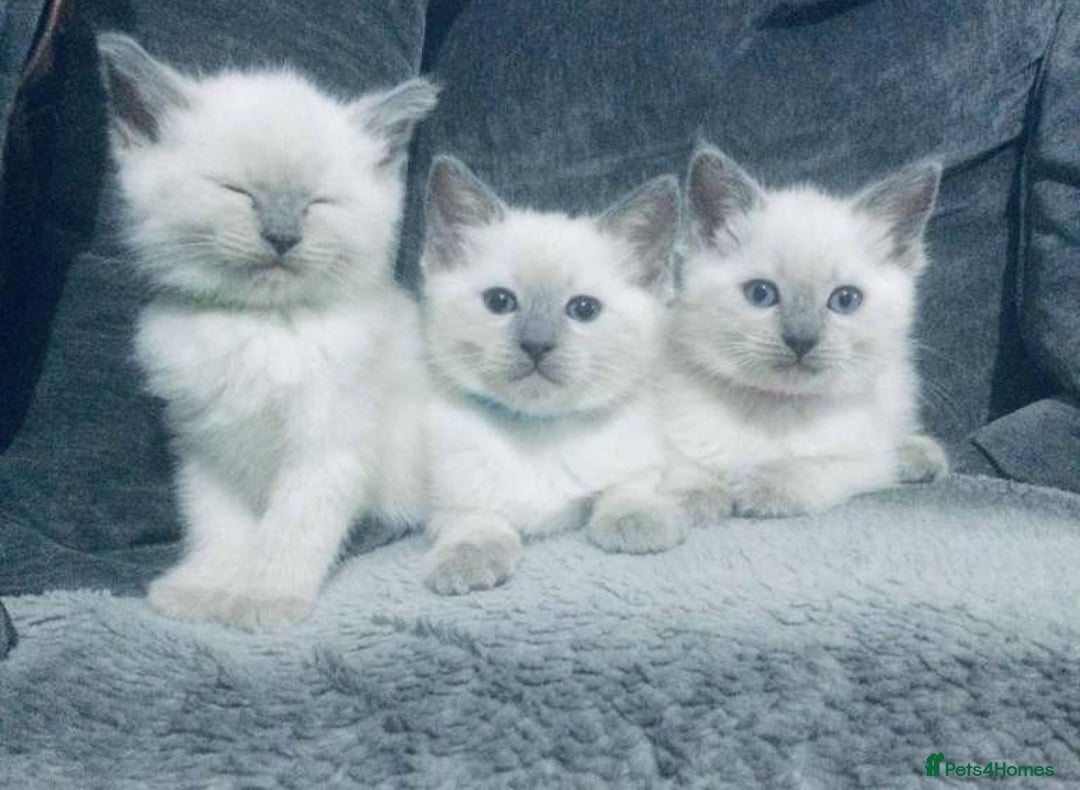 Ragdoll cats for sale: Gorgeous Ragdoll kittens for great homes - Advert 7