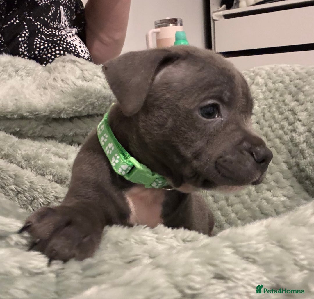 Staffordshire Bull Terrier dogs for sale: Stunning KC Blue Staffordshire Bull Terrier Pups - Image 33