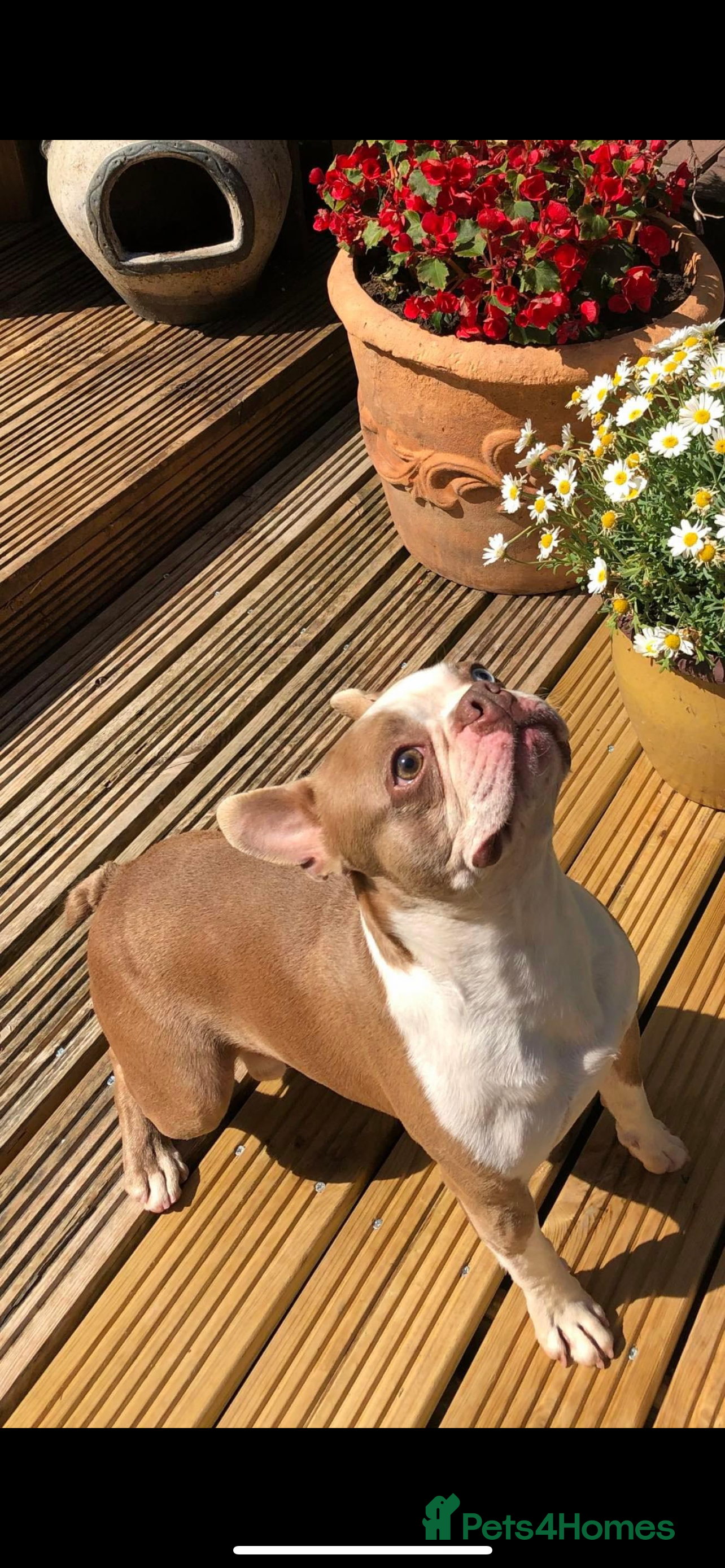 Boston Terrier dogs KING OF THE MIDLANDS LILAC BOSTON STUD HC CLEAR in West Bromwich - Advert 2