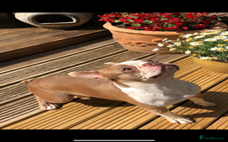 Boston Terrier dogs for stud: KING OF THE MIDLANDS LILAC BOSTON STUD HC CLEAR in West Bromwich - Image 1