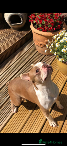 Boston Terrier dogs in West Bromwich - Advert 1