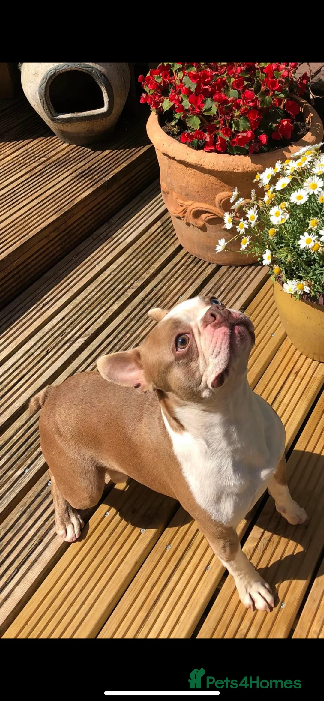 Boston Terrier dogs for stud: KING OF THE MIDLANDS LILAC BOSTON STUD HC CLEAR in West Bromwich - Advert 1