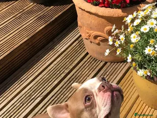 Boston Terrier dogs KING OF THE MIDLANDS LILAC BOSTON STUD HC CLEAR in West Bromwich - Advert 1