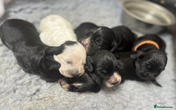 Cocker Spaniel dogs for sale: Beautiful Working Cocker Spaniel Puppies for Sale - Image 28