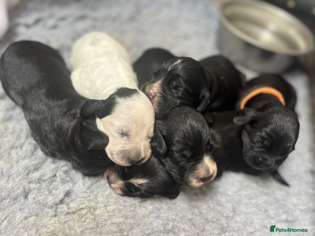 Cocker Spaniel dogs for sale: Beautiful Working Cocker Spaniel Puppies for Sale - Image 28