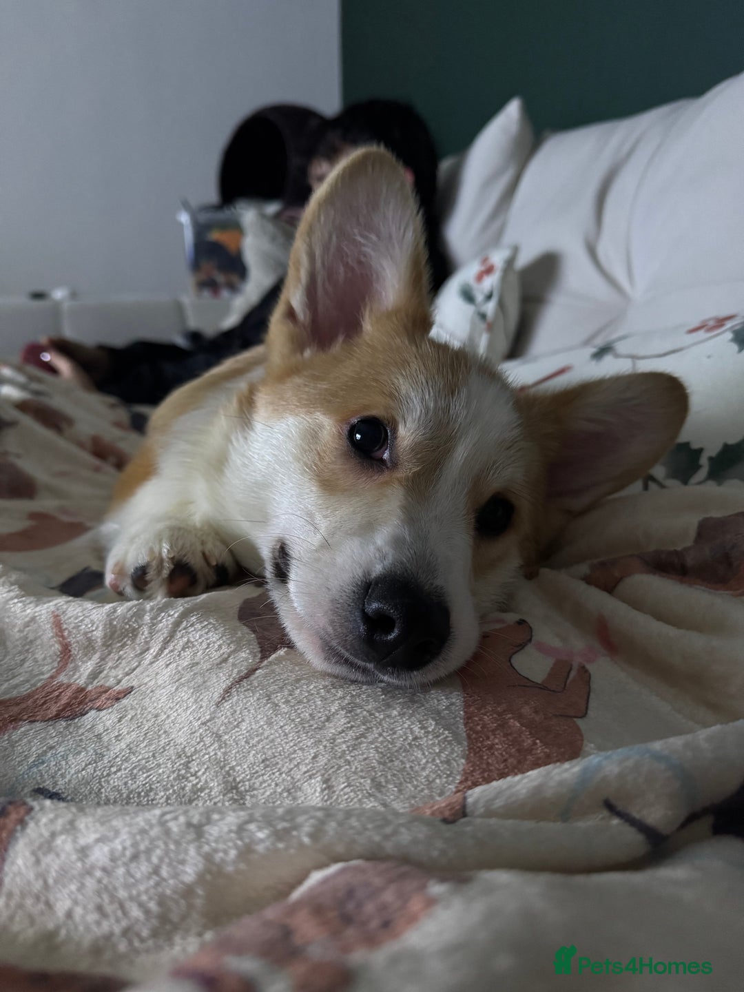 Welsh Corgi Pembroke dogs for sale: Welsh Pembroke Corgi - Advert 2