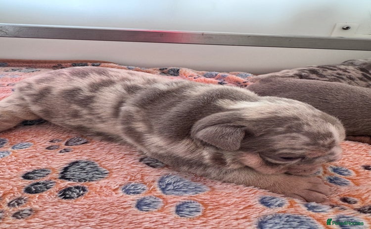 English Bulldog dogs - Advert 3