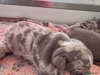 English Bulldog dogs - Advert 1