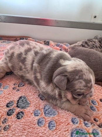 English Bulldog dogs - Advert 11