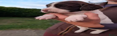 English Springer Spaniel 2