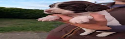 English Springer Spaniel dogs for sale: KC English Springer Spaniel Puppies - Advert 3