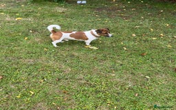 Jack Russell dogs for stud: Jack Russell Stud - Image 5