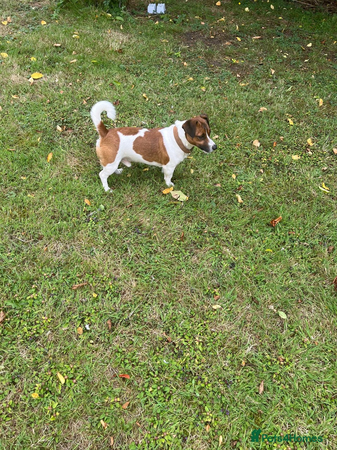 Jack Russell dogs for stud: Jack Russell Stud - Image 5